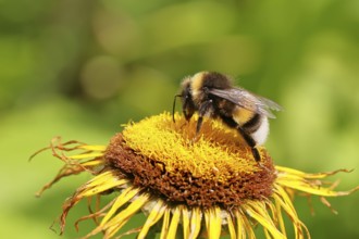 Earth bumblebee (Bombus terrestris), collecting pollen on a yellow flower of a Great Telekie