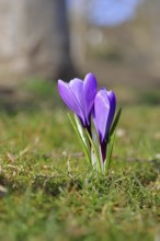 Violet crocus (Crocus neapolitanus), two flowers next to each other, spring, Siegen, North