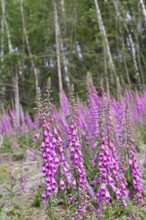Common foxglove (Digitalis purpurea), flowers at the edge of a forest, from the plantain family,