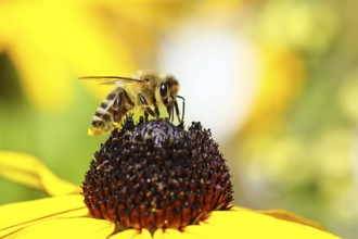 European honey bee (Apis mellifera), collecting nectar from a yellow coneflower (Echinacea