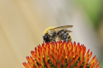 Field bumblebee (Bombus pascuorum), collecting nectar on a purple coneflower (Echinacea purpurea),
