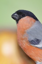 Bullfinch (Pyrrhula pyrrhula), male, animal portrait, Wilnsdorf, North Rhine-Westphalia, Germany