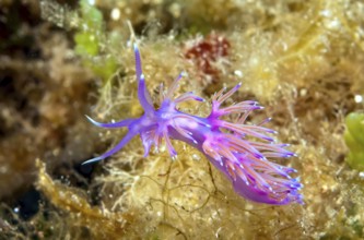 Thread snail (Flabellina affinis) Nudibranch Gill-breather with slightly transparent appendages