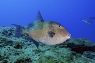 Grey triggerfish (Balistes capriscus), Eastern Atlantic, Canary Islands, Spain