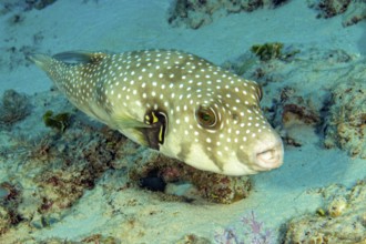 White-spotted pufferfish (Arothron hispidus) swimming on the seabed with coral rock, Red Sea,