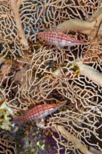 Underwater photo close-up pair of two longnose hawkfish (Oxycirrhites typus) sitting in fan coral