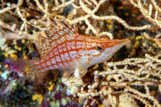 Underwater photo Close-up of longnose hawkfish (Oxycirrhites typus) sitting on stony coral
