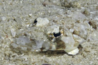 Extreme close-up underwater photo of juvenile brownhead crocodile fish (Cymbacephalus beauforti)