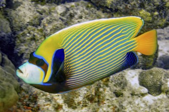 Underwater photo of Emperor Angelfish (Pomacanthus imperator) coral fish, Indian Ocean, Mauritius