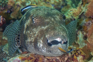 Underwater photo of symbiotic behaviour Symbiosis of giant pufferfish (Arothron stellatus) lying on