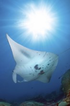 Underwater photo backlit photograph of reef manta ray (Mobula alfredi) living close to shore