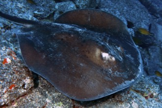 Underwater photo of round stingray (Taeniura grabata) Stingray swimming across seabed past viewer,