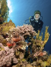 Underwater photo of scuba diver diver swimming on reef wall drop off from tropical coral reef reef