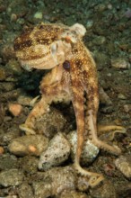 Underwater photo of poisonous small mototi octopus (Amphioctopus mototi), with blue ring on each