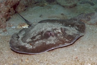 Underwater photo of round stingray (Taeniura grabata) Stingray swimming across seabed past viewer,
