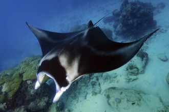 Underwater photo of coastal reef manta ray (Mobula alfredi) synonym ray common name devil ray swims