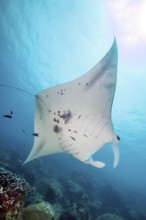 Underwater photo Backlit photograph of reef manta ray (Mobula alfredi) living close to shore