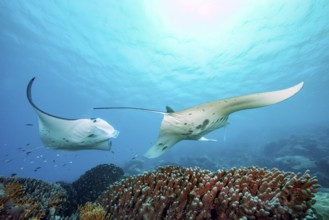 Underwater photo of two specimens of reef manta rays (Mobula alfredi) living close to shore Synonym