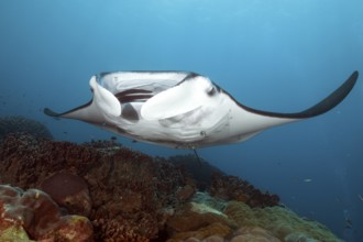Underwater photo of coastal reef manta ray (Mobula alfredi) synonym ray common name devil ray swims