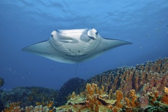 Underwater photo of nearshore reef manta ray (Mobula alfredi) synonym common name devil ray swims