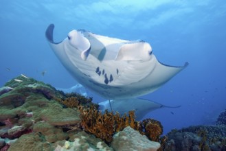 Underwater photo of coastal reef manta ray (Mobula alfredi) synonym common name devil ray swimming