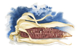 Watercolor painting showing a dry corncob in blue back