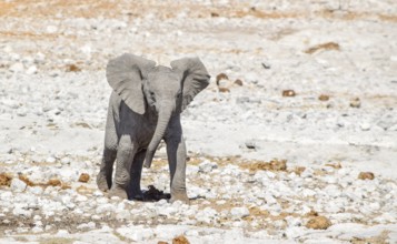 Sunny arid savannah scenery including a african bush elephants cub seen in Namibia