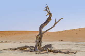 Namib desert scenery with dead acacia tree around Deadvlei in the Sossusvlei area in Namibia