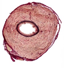 Microscopic cross section showing the vas deferens of a rat
