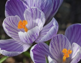 Detail shot of a crocus flower