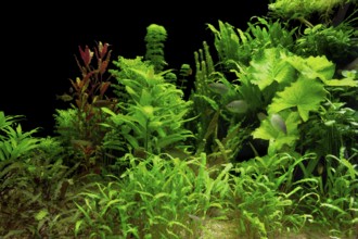 Underwater scenery including lots of aquatic plants and some fishes