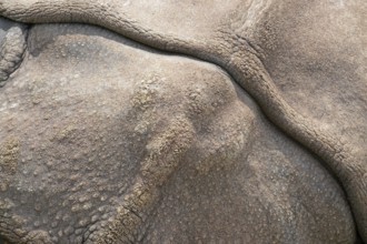 Abstract full frame natural background showing a sunny illuminated rhinoceros skin detail