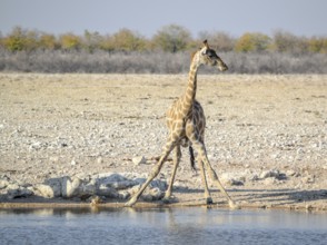 Sunny savannah scenery including a giraffe drinking at a waterhole in Namibia