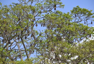 Treetop including lots of resting megabats seen in Sri Lanka