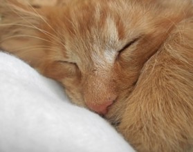 Portrait detail of a sleeping young Maine-Coon Cat