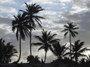 Evening sky with palm tree silhouettes at the Dominican Republic, a island of Hispanola wich is a