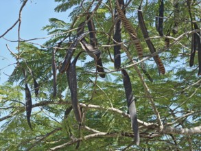 Delonix regia tree with legume fruits at the Dominican Republic, a island of Hispanola wich is a