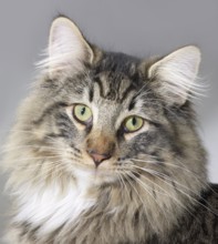 Portrait of a Norwegian Forest Cat