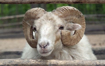 Portrait of a domestic sheep in agricultural ambiance