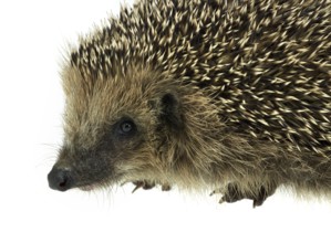 Low angle sideways hedgehog portrait. Studio photography in white back