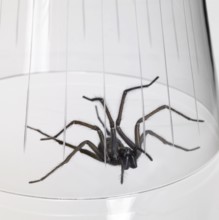 Caught big dark spider under a drinking glass