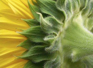 Macro shot of a sunflower blossom seen from behind
