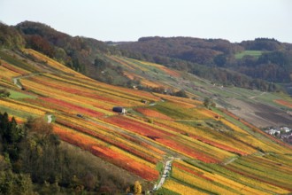 Idyllic rural autumn scenery with lots of colorful vineyards at the Kochertal in Southern Germany