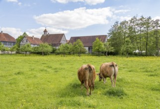 Two cows on a green meadow near a small idyllic village