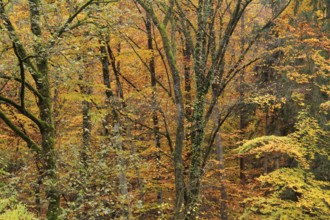Detail of a colorful forest at autumn time in Southern Germany