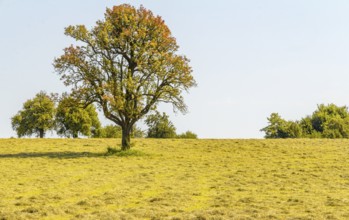 Rural agricultural scenery in Hohenlohe, a area in Southern Germany