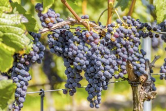 Detail of blue grapes in a sunny illuminated vineyard
