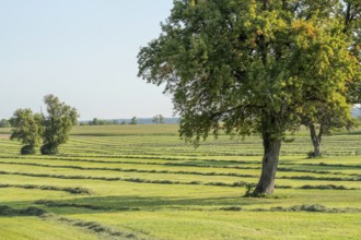 Mowed meadow with fruit trees at late summer time