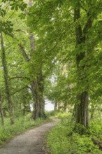 Idyllic park scenery with lots of trees at summer time