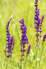 Woodland sage flowers closeup in green sunny ambiance